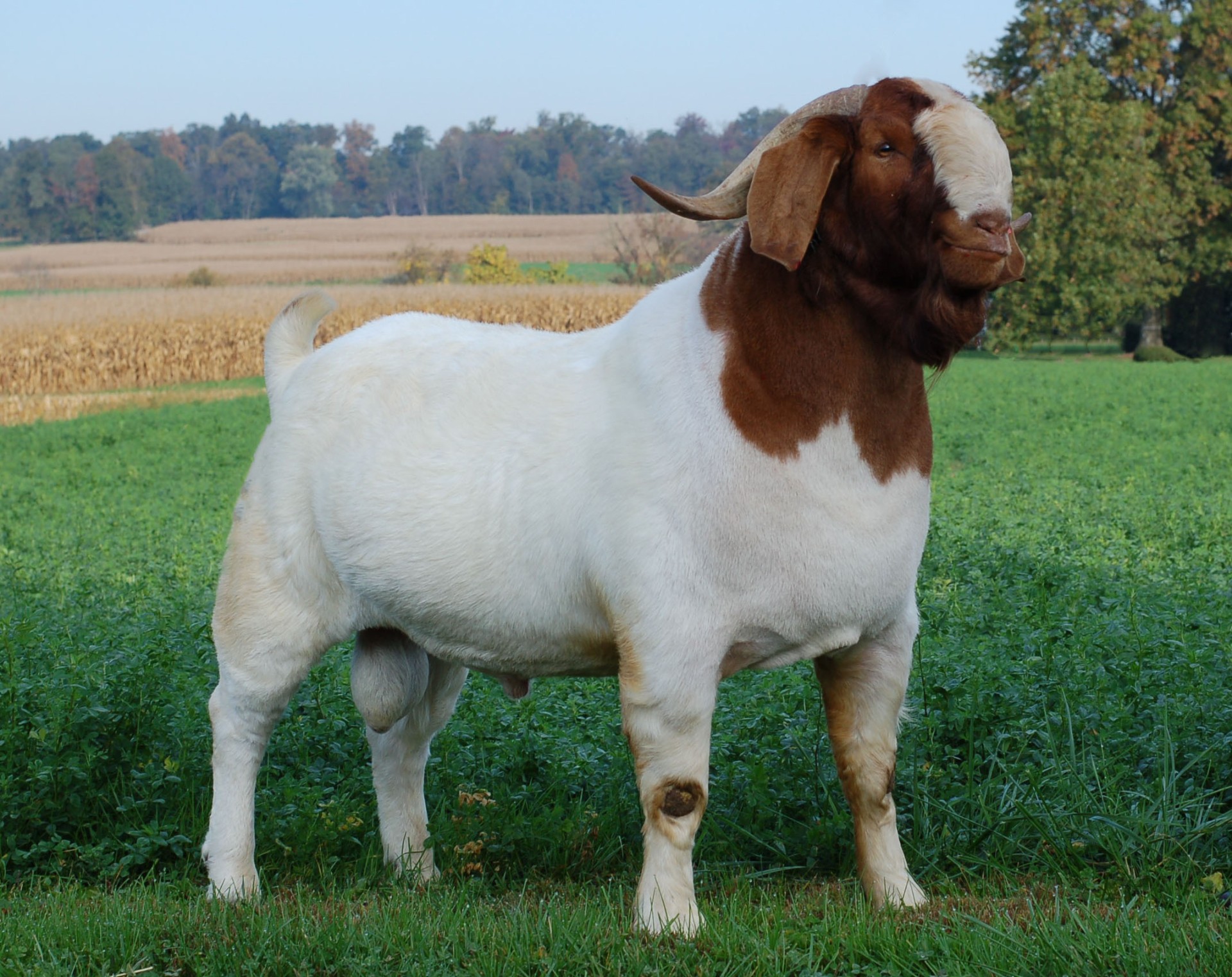 Boer buck on Whistle Valley pasture