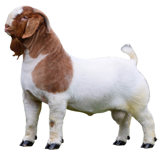 Boer buck — Whistle Valley herd sire