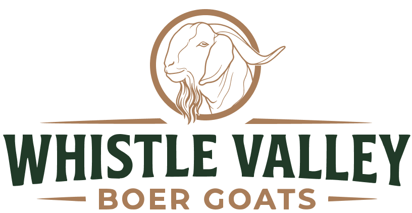 Whistle Valley Boer Goats